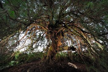 Un-pistachier-corse-remporte-le-prix-de-l-arbre-de-l-annee_article_main_large