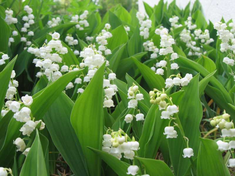 Muguet