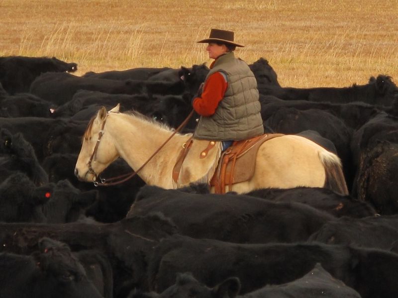 Instant magique capt- par Damayanti- un cow-boy du Montana parmi son troupeau de vaches angus