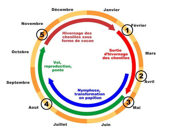 Cycle-biologique-calendrier