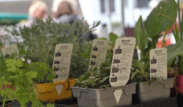 Villevaudé - bourse aux plantes 10