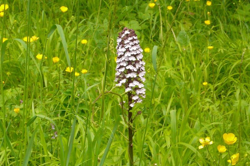 Orchis pourpre