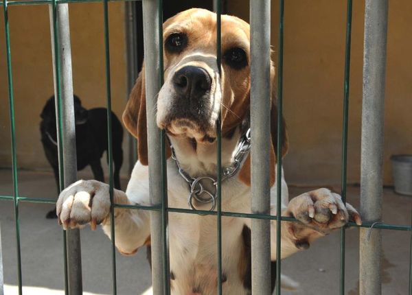 Caro beagle
