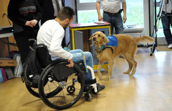 Chelles - Handi chiens-9