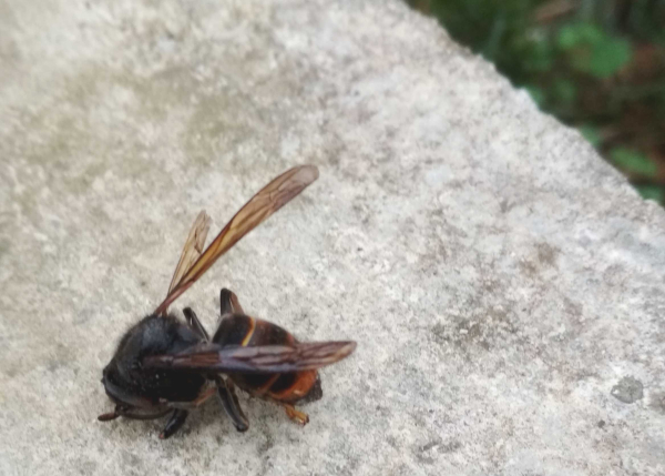 Montévrain-alerte-frelon-asiatique