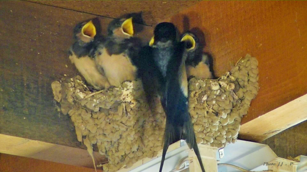 Hirondelle-nid Hirondelle-nid