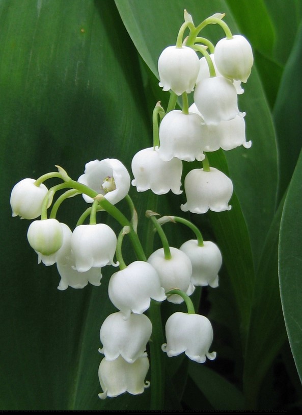 Muguet